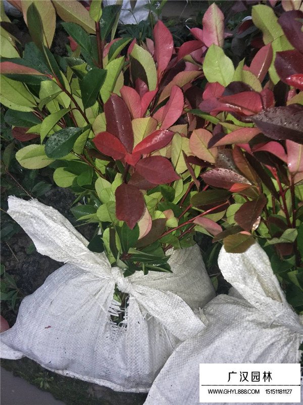 紅葉石楠的開(kāi)花日期果期(圖2)