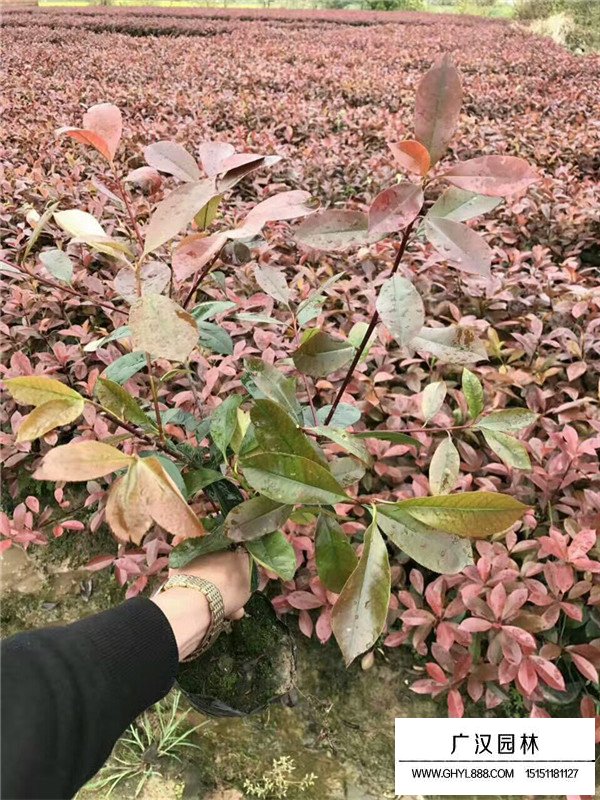 紅葉石楠的開(kāi)花日期果期(圖4)