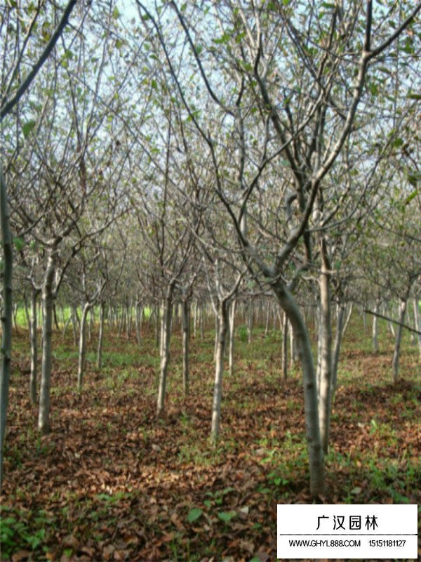 垂絲海棠盆景養(yǎng)殖方法(圖3)