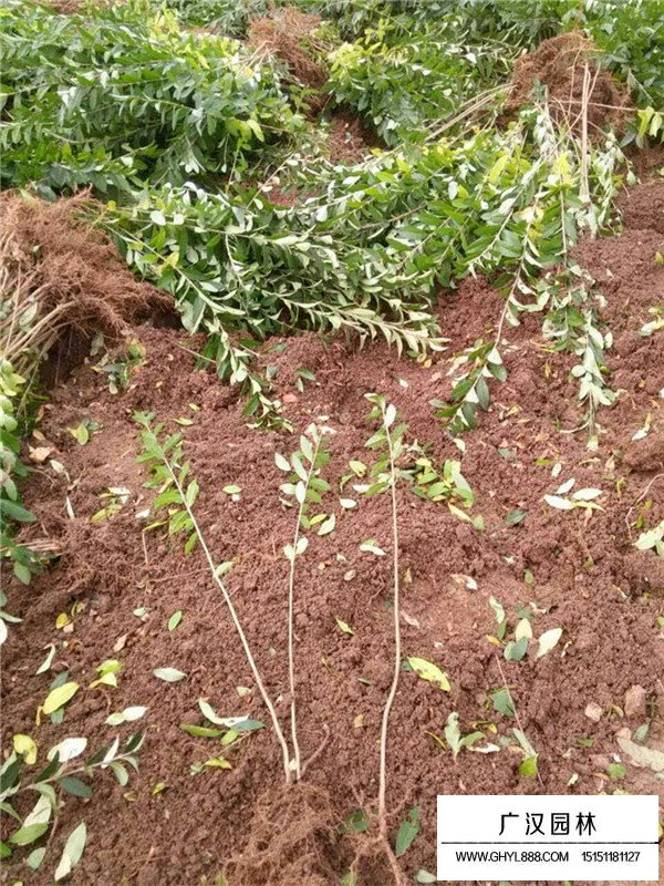 金葉女貞病害(圖2)