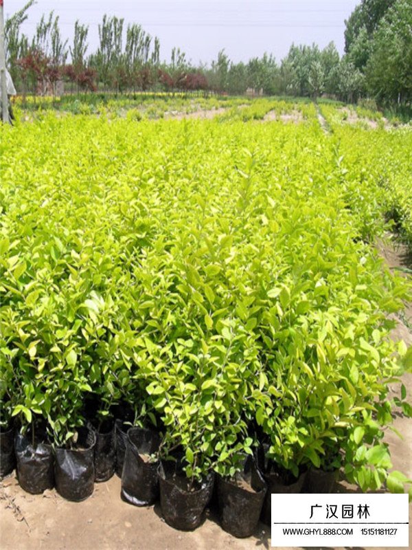 金葉女貞價格(圖4)