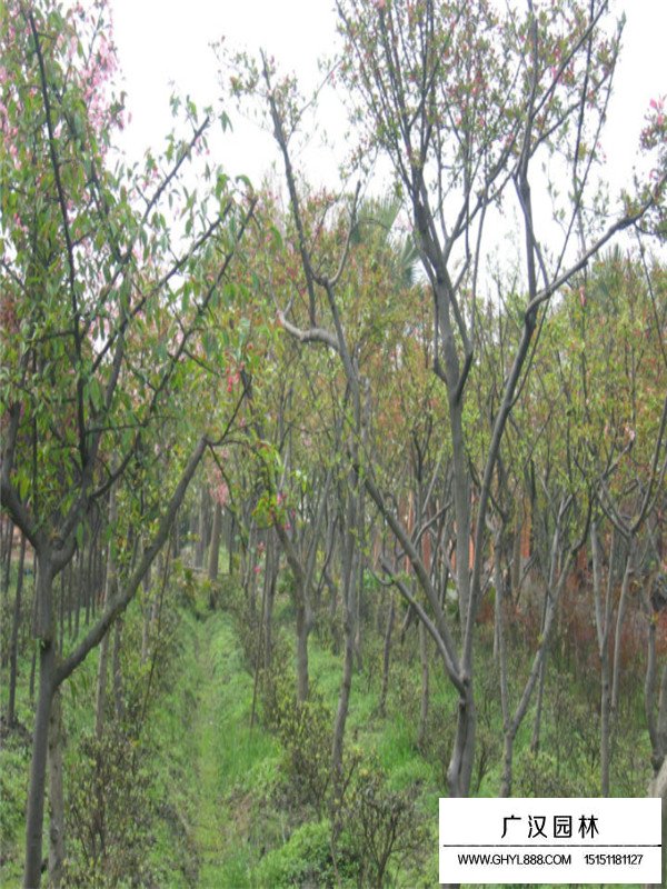 胸徑10公分垂絲海棠價(jià)格(圖2)