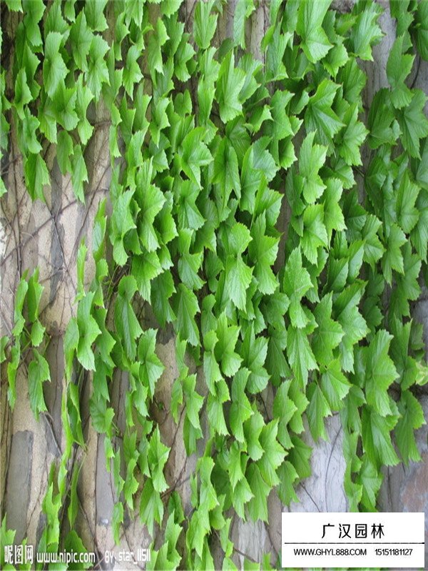 爬山虎什么時候種植(圖1)