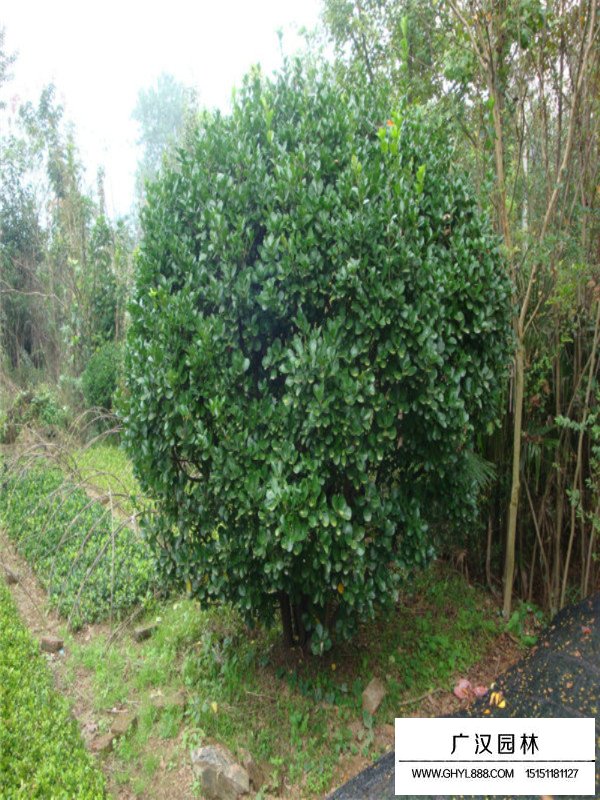 大葉黃楊是常綠植物嗎(圖4)