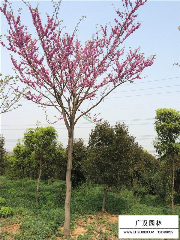 巨紫荊哪里最多(圖2)