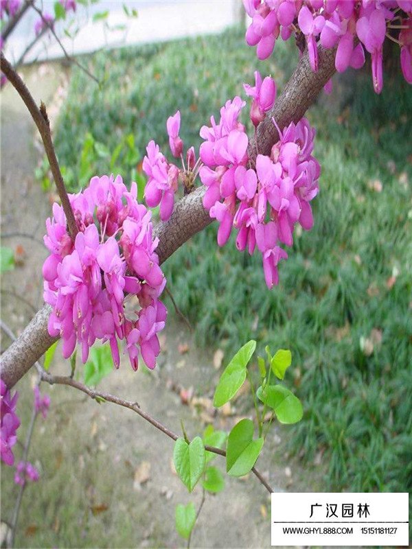 巨紫荊哪里最多(圖3)