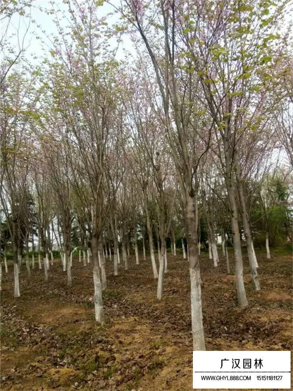 巨紫荊哪里最多(圖4)