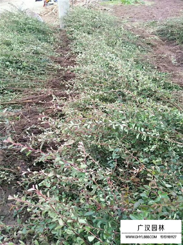 火棘苗子的價格(圖1)