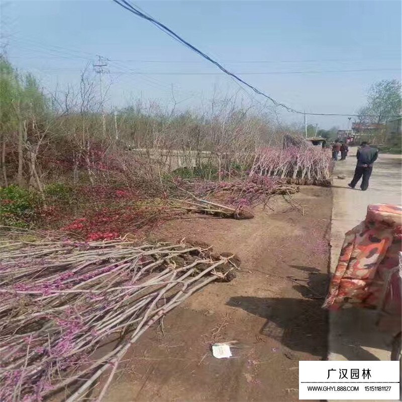 叢生紫荊的花語(yǔ)(圖2)