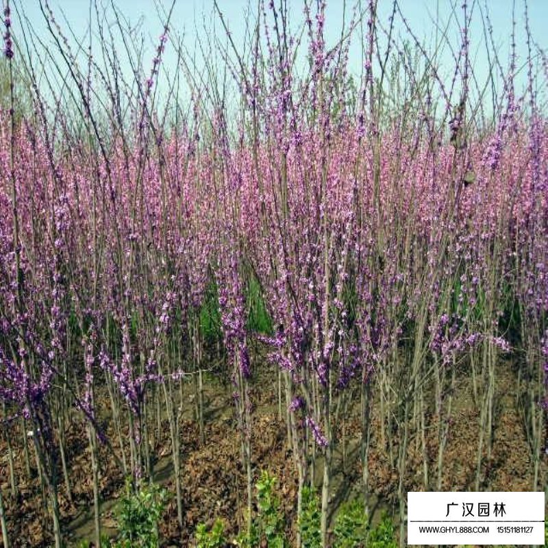 叢生紫荊的花語(yǔ)(圖4)