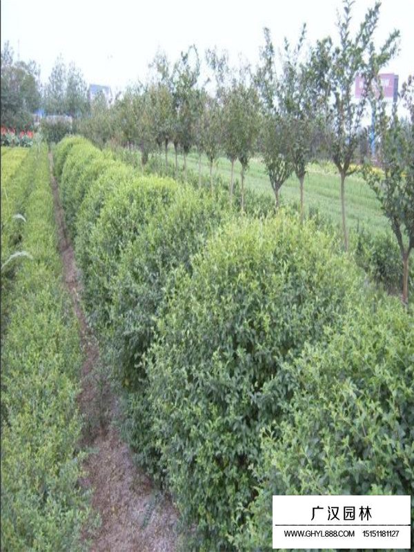 火棘苗子價(jià)值功能(圖3)