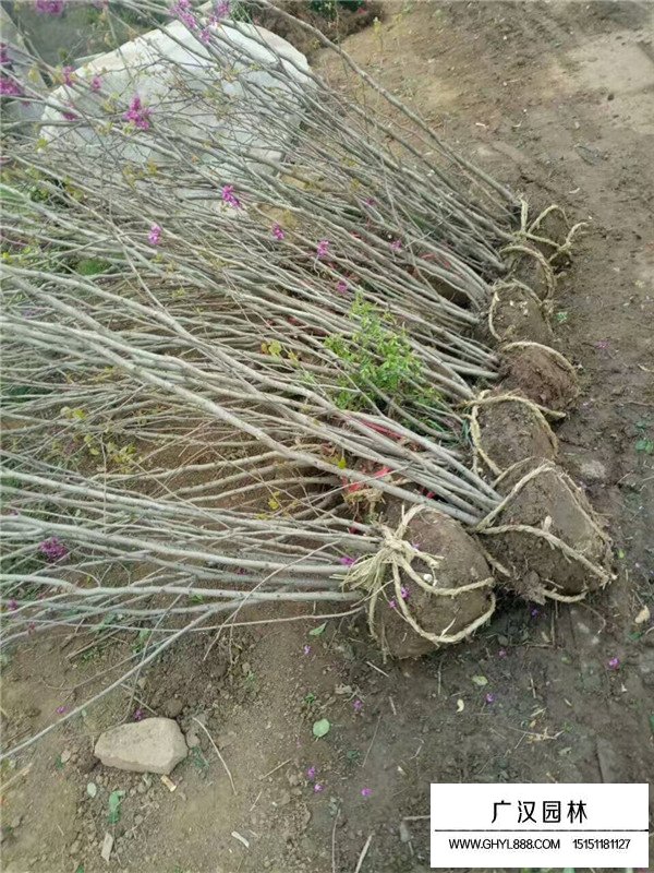 叢生紫荊價(jià)格(圖1)