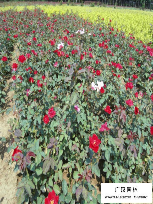 江蘇紅帽月季小苗培養(yǎng)基地(圖1)