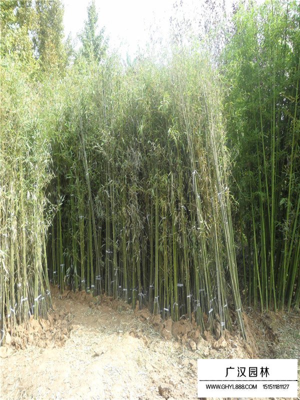 求購毛竹種子(圖1)