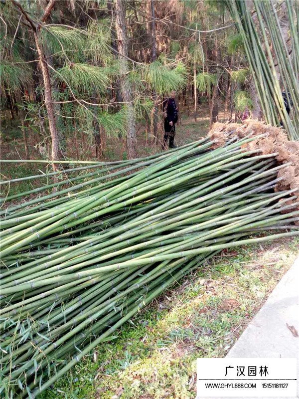 求購毛竹種子(圖4)