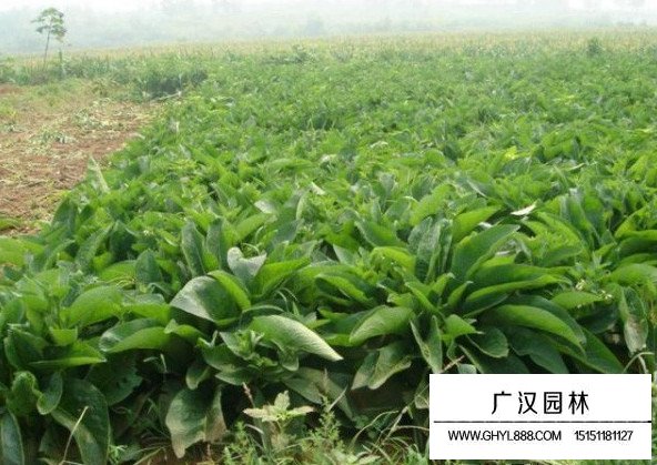 菊苣草田間種植精力時(shí)間(圖3)