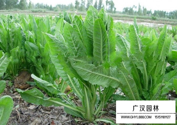 菊苣根的功效和作用(圖1)