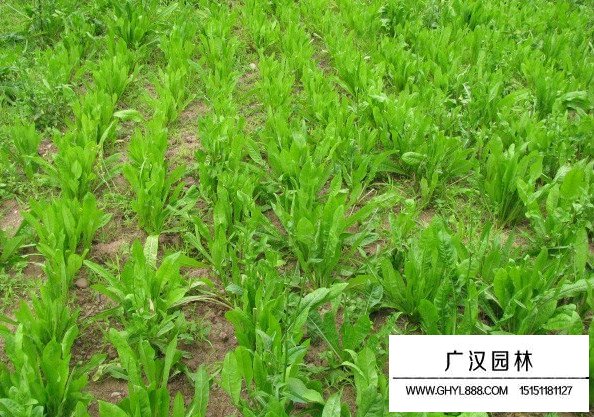 菊苣根的功效和作用(圖4)