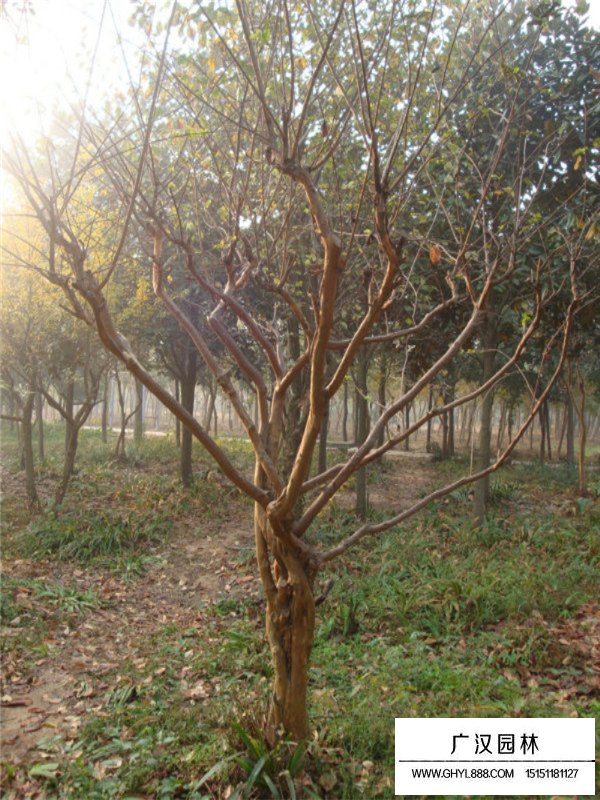 紫薇樹什么時候出芽(圖3)