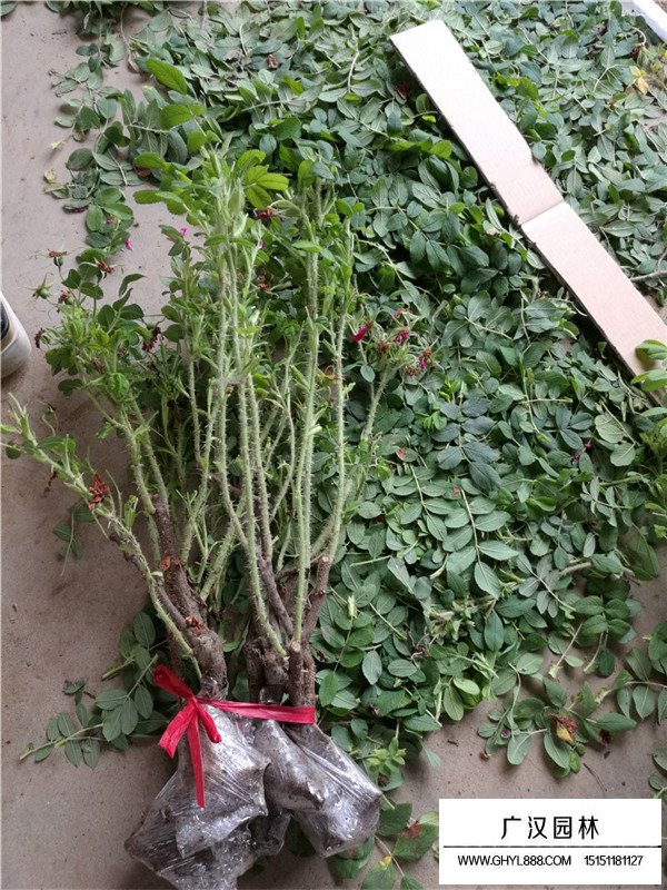 玫瑰田間種植方法(圖4)