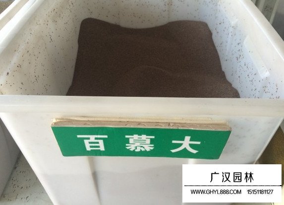 百慕大種子(圖1)