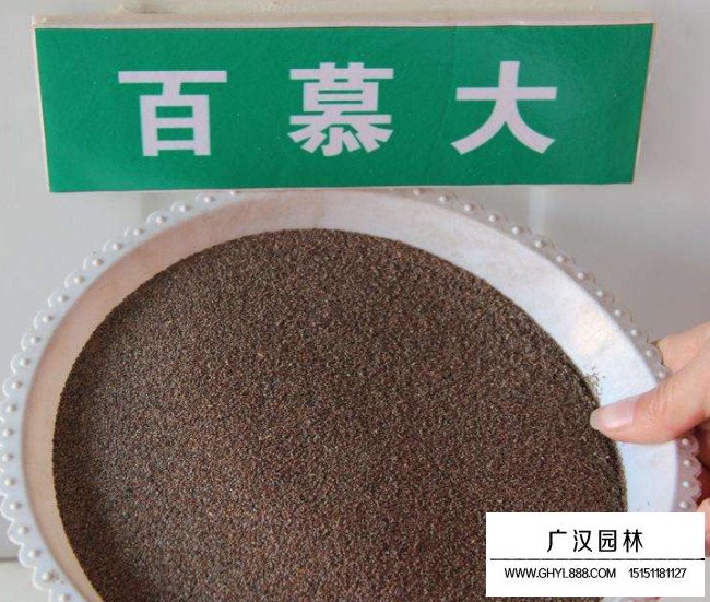 百慕大種子(圖2)