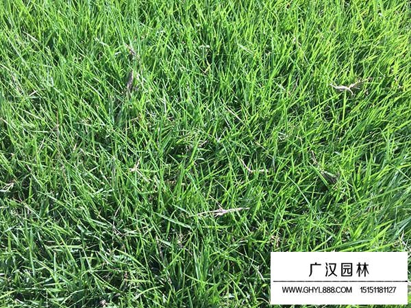 百慕大種子(圖4)