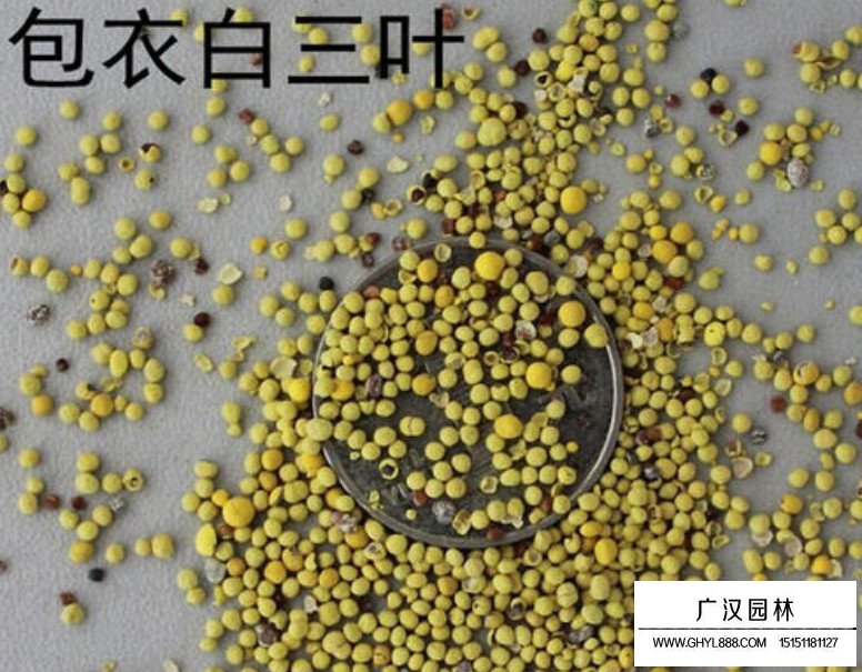 包衣白三葉種子(圖2)