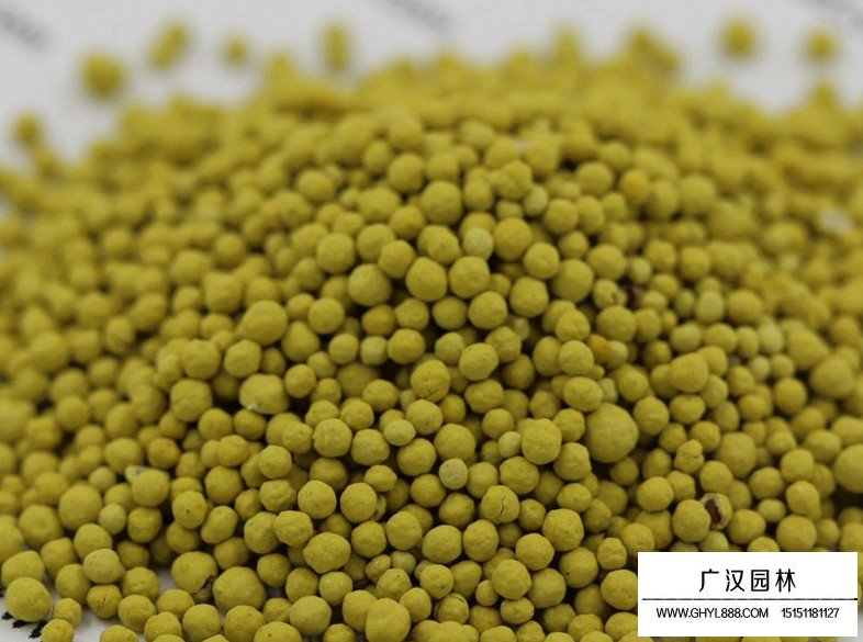 包衣白三葉種子(圖4)