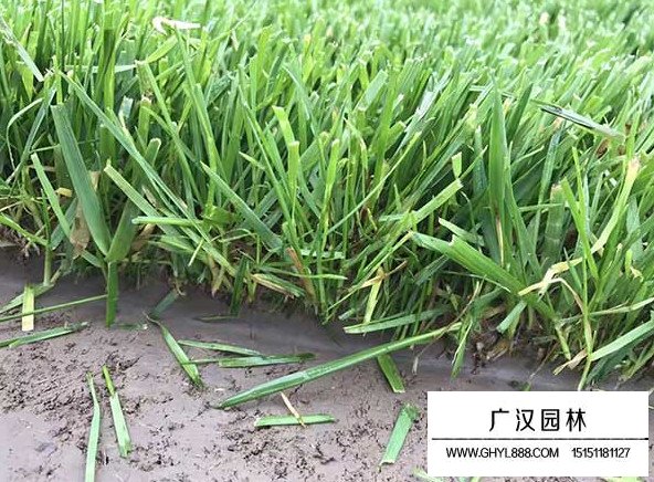 包衣高羊茅種子(圖4)