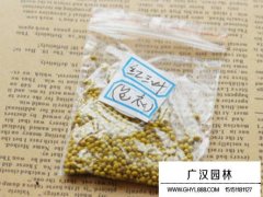 包衣紅三葉種子