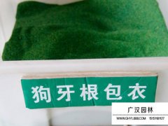 包衣去殼狗牙根