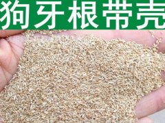 狗牙根帶殼種子