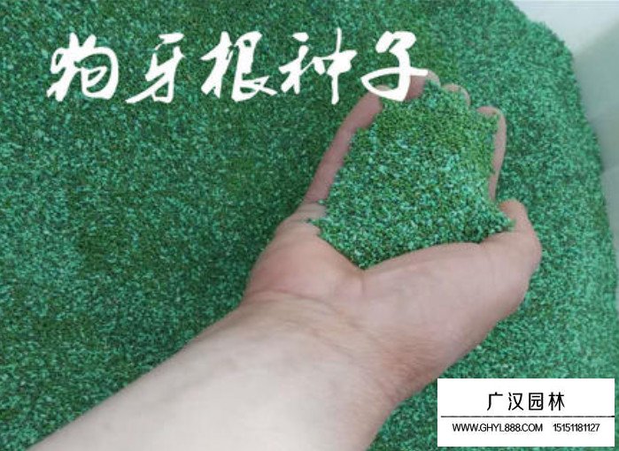 狗牙根帶殼種子(圖2)