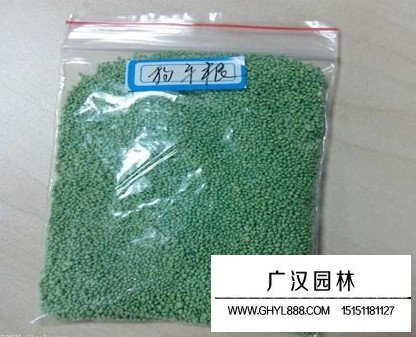 狗牙根帶殼種子(圖3)