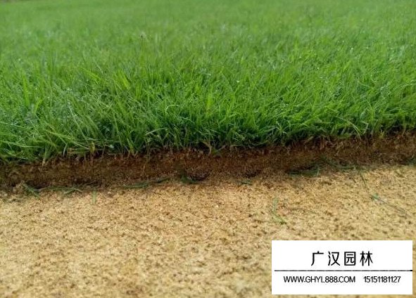 狗牙根去殼種子(圖4)