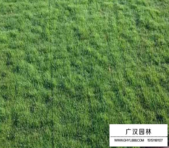 果嶺草種子(圖3)