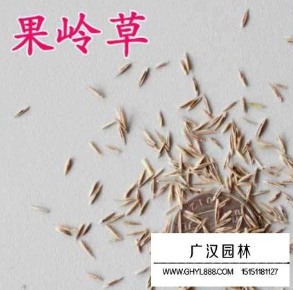 果嶺草種子(圖1)