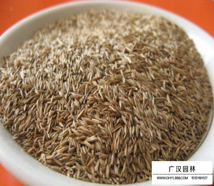 果嶺草種子(圖4)