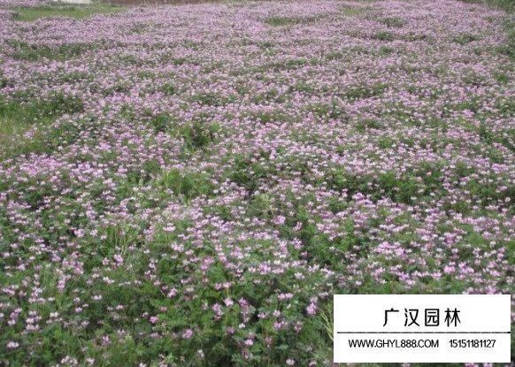 紅三葉種子(圖4)