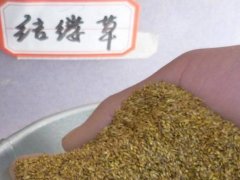 結(jié)縷草種子