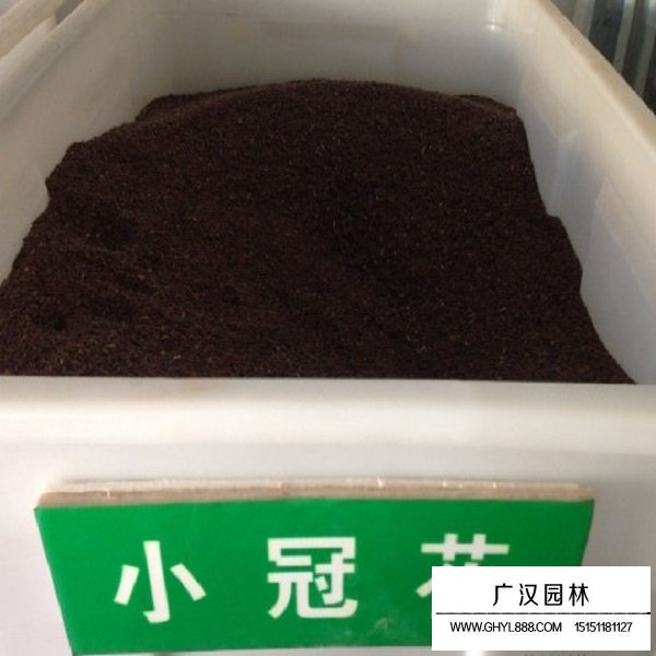 小冠花種子(圖1)