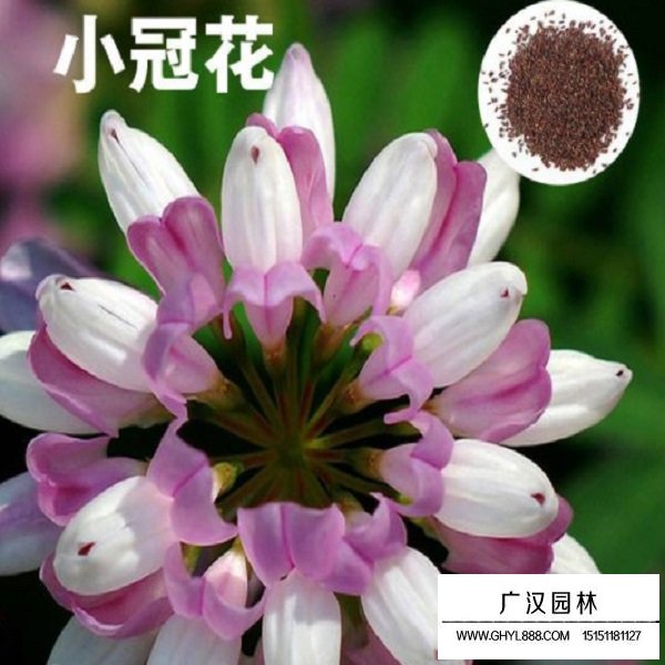 小冠花種子(圖2)