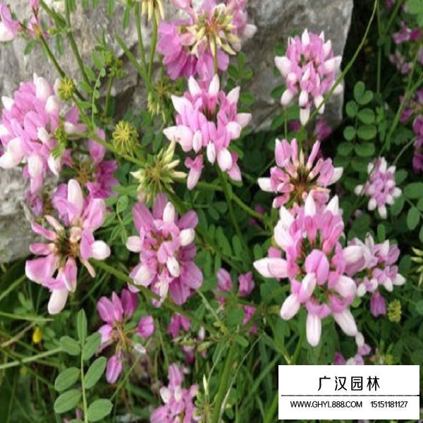 小冠花種子(圖3)