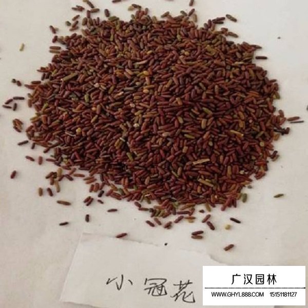 小冠花種子(圖4)