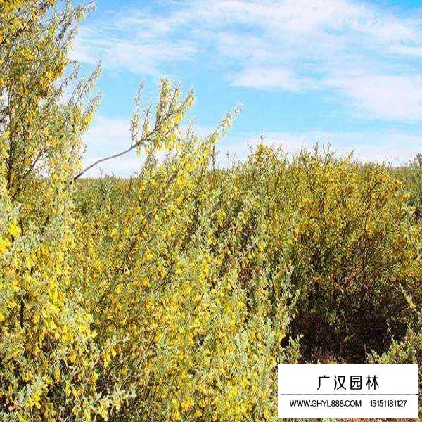 普通檸條種子(圖4)