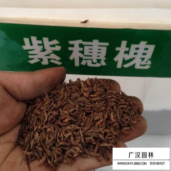 紫穗槐帶殼種子(圖2)