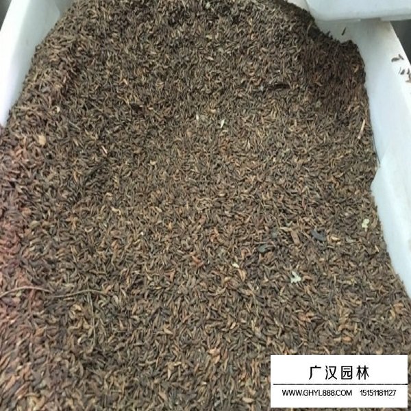 紫穗槐帶殼種子(圖3)