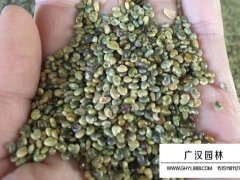 二色胡枝子種子