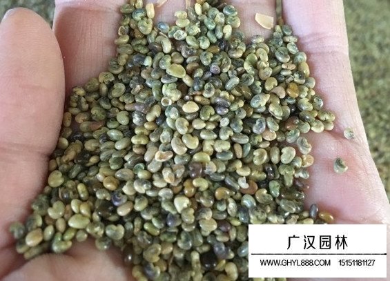 二色胡枝子種子(圖1)